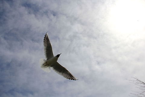 Fly A shot showing most of the Gull's feathers and wings that make this bird capable of flying. These guys seem to have a humorous sense of characteristic about them. Black-headed Gull,Chroicocephalus ridibundus,Geotagged,United Kingdom,animal,avian,bird,gull,nature,seagull,sky,sun,wild,wildlife