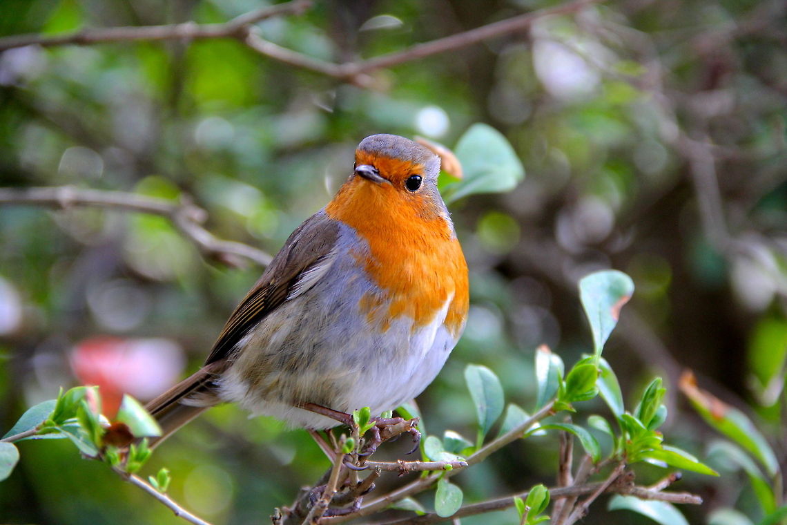 Hmmm A European Robin curious of my camera as he flew out from the bushes to check me out. Erithacus rubecula,European Robin,Geotagged,United Kingdom,animal,avian,england,nature,plant,red,robin,wild,wildlife