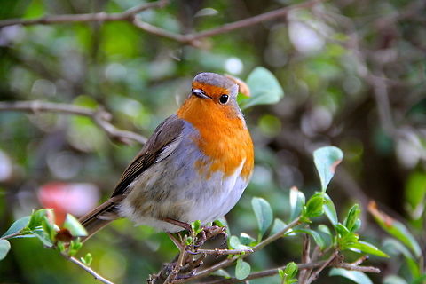 Hmmm A European Robin curious of my camera as he flew out from the bushes to check me out. Erithacus rubecula,European Robin,Geotagged,United Kingdom,animal,avian,england,nature,plant,red,robin,wild,wildlife