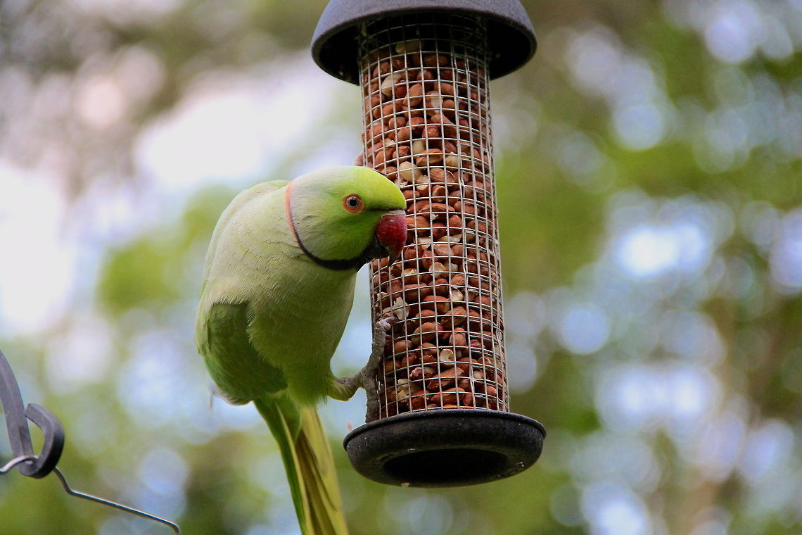 That Moment Normally these parakeets are very skittish but this guy stuck around and allowed me to get pretty close. I love the way he stares straight through the lens. Geotagged,Psittacula krameri,Rose-ringed Parakeet,United Kingdom,United States,animal,avian,backyard,bird,nature,wild,wildlife