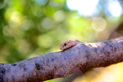 Turkish Gecko Found only two of these small geckos while searching the Mediterranean coastal brush. It was a hot day and this guy was under some boards. In this southern area of Spain there are two geckos, which are this and the moorish gecko of which this specie was less common. Geotagged,Spain,animal,branch,bush,gecko,lizard,macro,nature,plant,reptile,tree,wild,wildlife