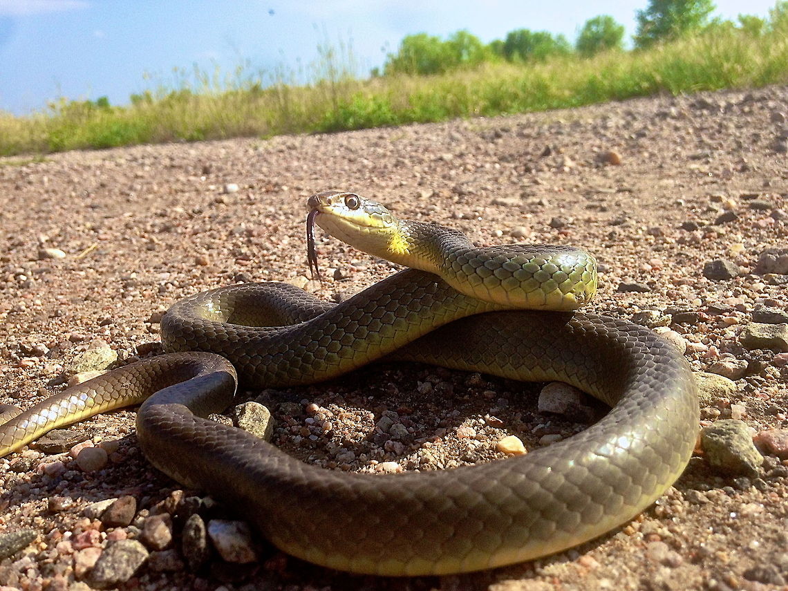 Yellow Belly Not a great photo as I left the camera at home but I wanted to share the species anyway. This is a Western Yellow Bellied Racer from Colorado and it was the first time i've seen this species in the wild. He's in his typical defensive posture with a flicker of the tongue to make it interesting. Coluber constrictor,Geotagged,United States,colorado,racer,reptile,snake,yellow