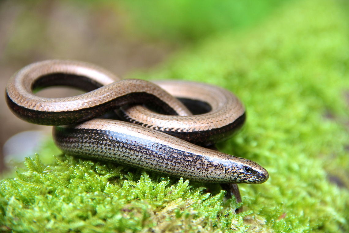 Infinity My second slow worm ever and this guy was much bigger than the other. Although called a slow worm they are not a worm and although they look like snakes they are a lizard... funny little creatures and fascinating ones at that. Anguis fragilis,Geotagged,Slow worm,Summer,United Kingdom,animal,green,lizard,nature,reptile,wild,wildlife