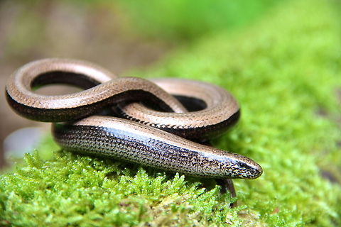 Infinity My second slow worm ever and this guy was much bigger than the other. Although called a slow worm they are not a worm and although they look like snakes they are a lizard... funny little creatures and fascinating ones at that. Anguis fragilis,Geotagged,Slow worm,Summer,United Kingdom,animal,green,lizard,nature,reptile,wild,wildlife