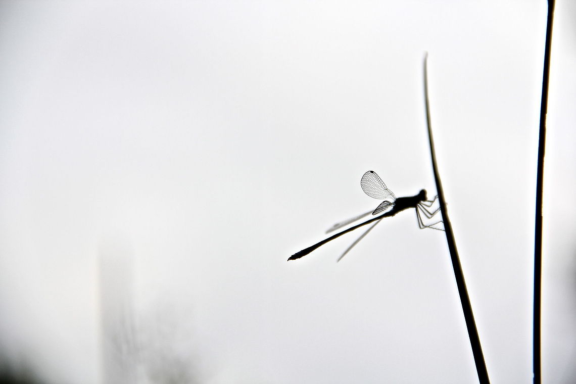 Silhouette With a bit of artistic touch I'm trying to add a little variance in the style of my portfolio. This guy along with a few other species of damselfly and dragonfly were out at a small pond in the dozens. They are a bright blue coloring with black bands down the side. Common blue damselfly,Enallagma cyathigerum,Geotagged,Summer,United Kingdom,animal,black,blue,bug,damselfly,dragonfly,insect,nature,white,wild,wildlife