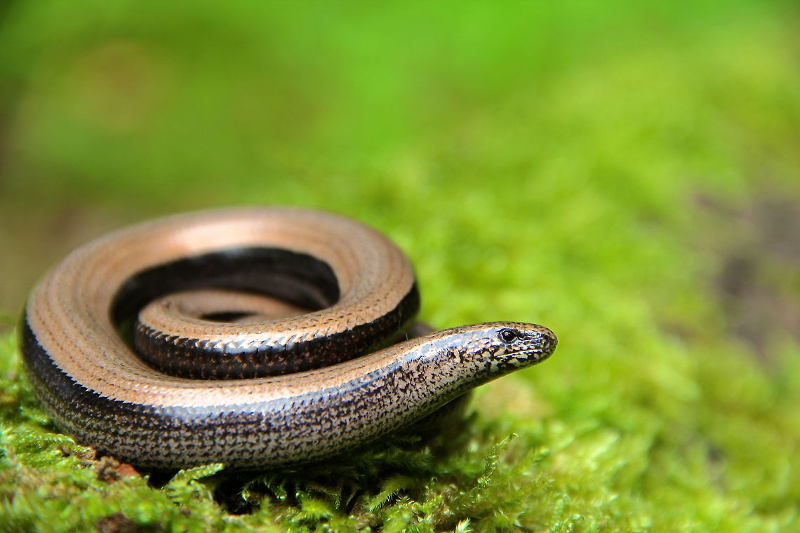 A Bronze Coin Another pose of this slow worm since I&#039;ve been lacking some material. Anguis fragilis,England,Geotagged,Slow worm,Summer,United Kingdom,fauna,flora,grass,lizard,macro,moss,plant,reptile,snake