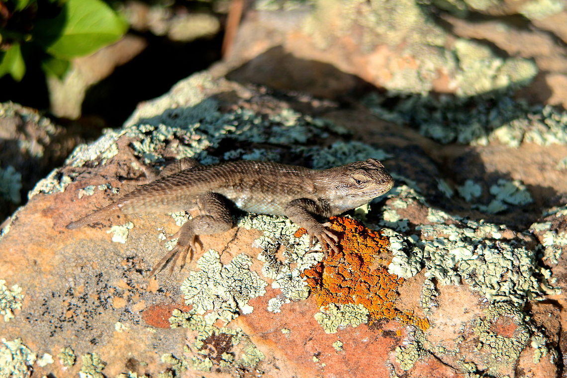 Rocky This little Fence Lizard is fairly common throughout most of the US but this is my first ever found in some rocky outcroppings while looking for rattlesnakes. Hopefully I can return with some photos of the target species Western Rattlesnake. Geotagged,United States,animal,hiking,lizard,macro,reptile,rock,wild,wildlife