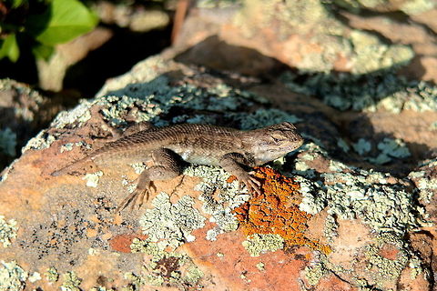 Rocky This little Fence Lizard is fairly common throughout most of the US but this is my first ever found in some rocky outcroppings while looking for rattlesnakes. Hopefully I can return with some photos of the target species Western Rattlesnake. Geotagged,United States,animal,hiking,lizard,macro,reptile,rock,wild,wildlife