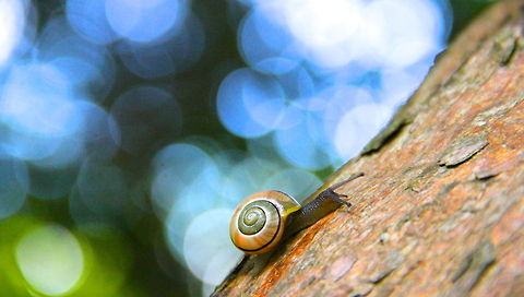 The Climb This little snail was more colourful than the usual so I snapped a shot of him climbing the bark of the tree. I love the variations in their colour and pattern around my house. Cepaea hortensis,Geotagged,United Kingdom,White-lipped snail,animal,bug,insect,macro,nature,tree,wild,wildlife