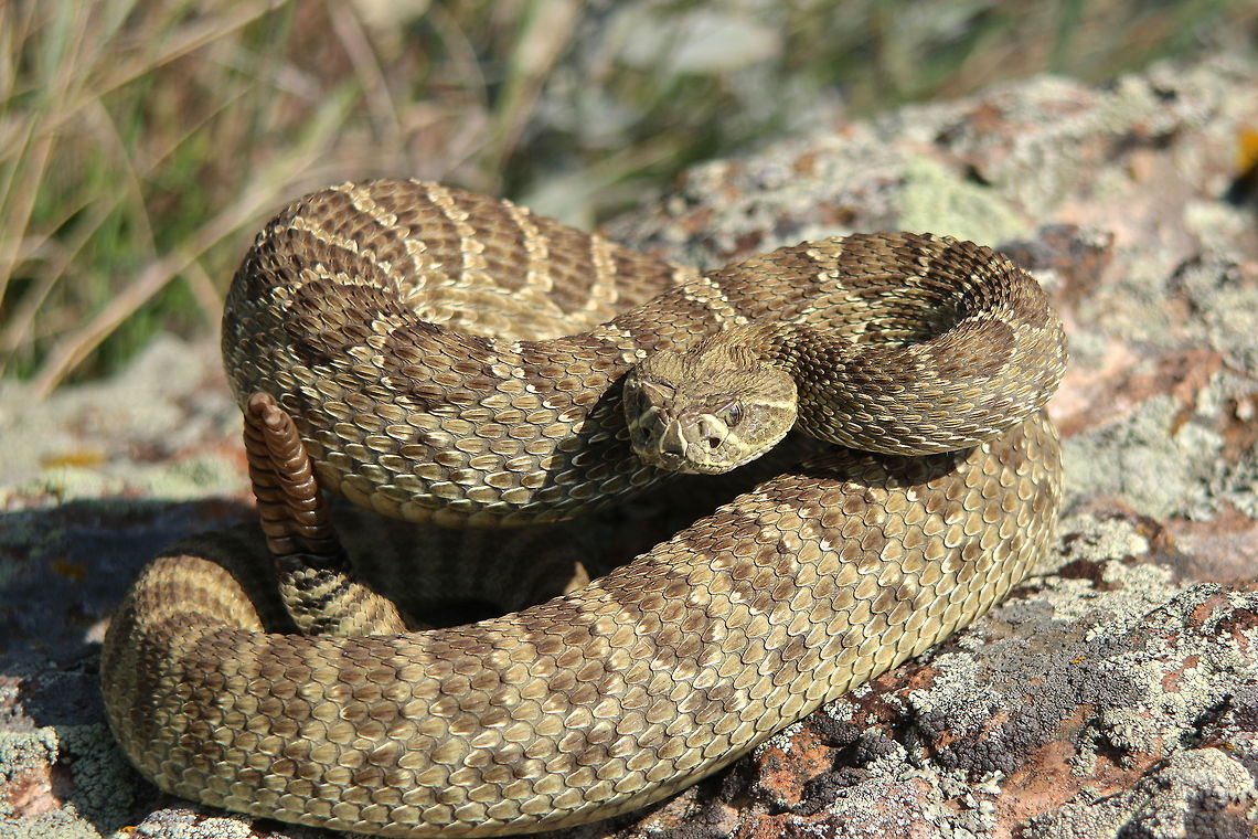 Champion This is specifically a prairie rattlesnake (Crotalus viridis viridis). I stumbled upon two males fighting one another for a female and took pictures of this one which was the winner of the battle as the other was bleeding. Not too sure what the effects are of a rattlesnake biting another rattlesnake but interesting nonetheless. This was my first ever rattlesnake and was stoked to have of finally found one. Crotalus viridis,Geotagged,United States,colorado,rattlesnake,reptile,rock,snake,sunrise