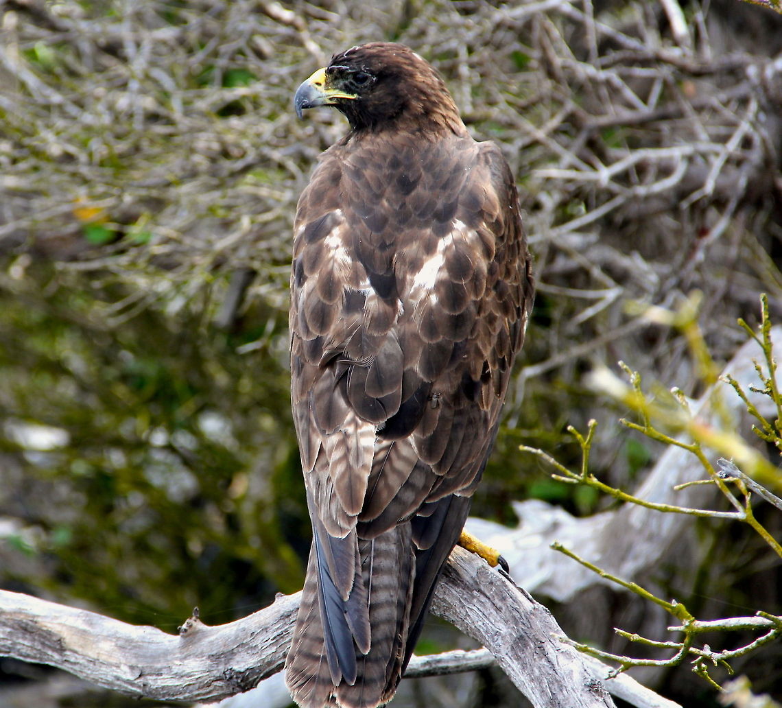Galapagos Hawk Although not a great photo I wanted to introduce the species. All throughout the Galapagos the animals would not run from you including the hawks. We found this guy perched on a tree six or so feet above the ground and he didn&#039;t budge when I got close to him for a photo. Buteo galapagoensis,Ecuador,Galapagos Hawk,Geotagged,animal,bird,birding,galapagos,hawk,island,nature,predator,wildlife