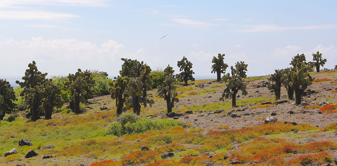 Hot Landscape Since I have a serious lack of current material due to a lack of a good camera I&#039;m posting some older photos such as this from the Galapagos Islands. This specific species of cactus was the most common and stood surprisingly tall! What I love most about the Galapagos is that you have the chance to see all of these species of animal and plant all listed from Vulnerable to Critically endangered. Ecuador,Geotagged,Opuntia echios,cactus,island,landscape,nature,vulnerable,wild,wildlife