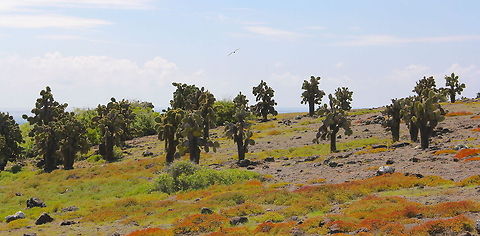 Hot Landscape Since I have a serious lack of current material due to a lack of a good camera I'm posting some older photos such as this from the Galapagos Islands. This specific species of cactus was the most common and stood surprisingly tall! What I love most about the Galapagos is that you have the chance to see all of these species of animal and plant all listed from Vulnerable to Critically endangered. Ecuador,Geotagged,Opuntia echios,cactus,island,landscape,nature,vulnerable,wild,wildlife