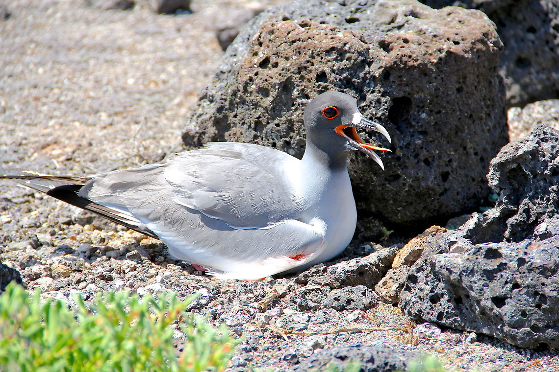 Dedicated Parent This is a nesting gull along one of the coastlines in the Galapagos. Very unique colors on this bird compared to other gulls. The next few days I&#039;ll be posting at least seven more species introductions but that means a bit of a dip in quality so I apologize for that. Creagrus furcatus,Ecuador,Geotagged,Swallow-tailed gull,animal,avian,aviary,bird,island,nature,seagull,wild,wildlife