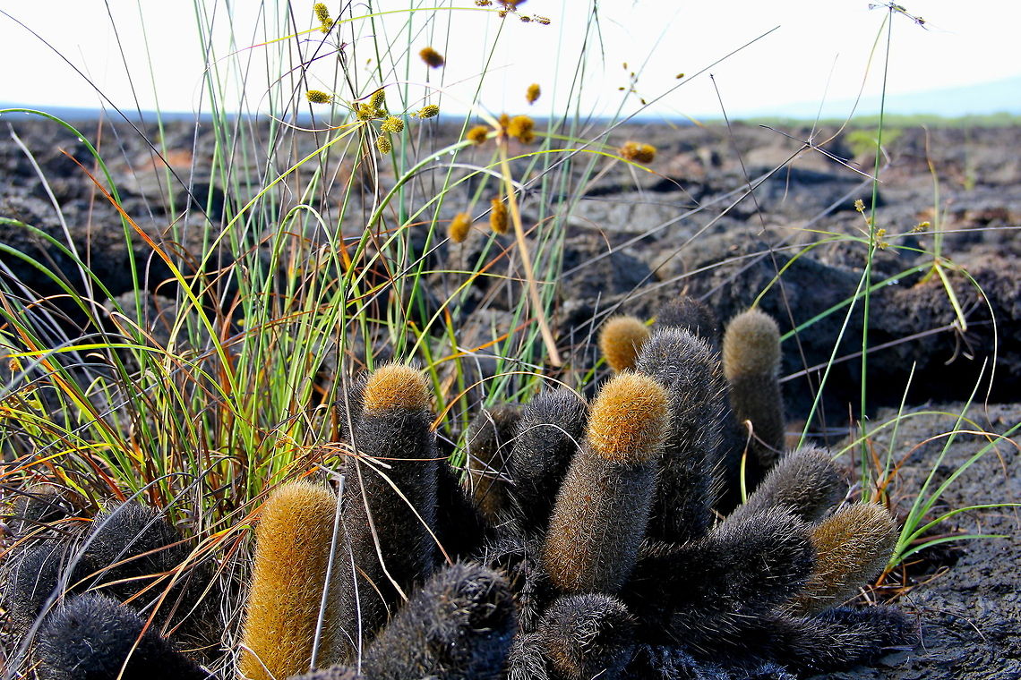 Barren These lava cactus are odd looking in their shape but also grow in harsh environments such as this area covered in lava rock from long ago, which seems to lack nutrients but they somehow manage. Ecuador,Geotagged,animal,cactus,grass,landscape,nature,plant,wild,wildlife