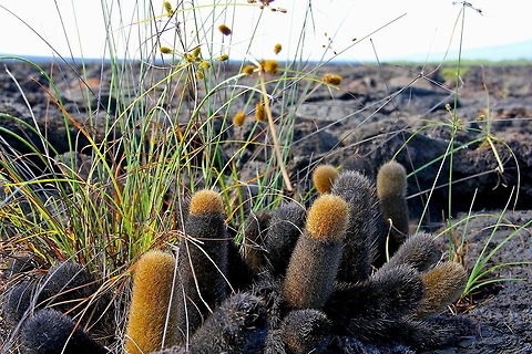 Barren These lava cactus are odd looking in their shape but also grow in harsh environments such as this area covered in lava rock from long ago, which seems to lack nutrients but they somehow manage. Ecuador,Geotagged,animal,cactus,grass,landscape,nature,plant,wild,wildlife