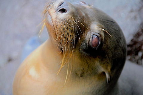 Sea Lion Pup This was a very curious sea lion that hung out around us near the water while walking along one of the Galapagos coastlines. Ecuador,Gal&aacute;pagos sea lion,Geotagged,Zalophus wollebaeki,animal,nature,ocean,sea,sea lion,seal,wild,wildlife