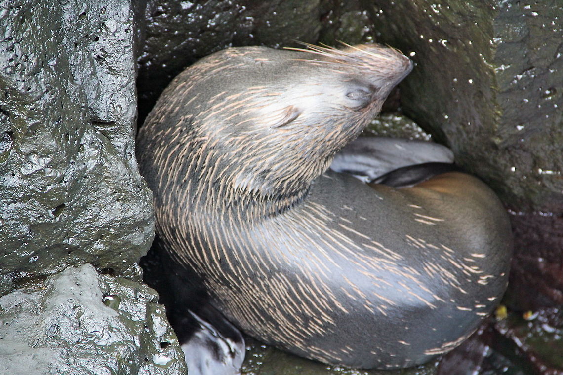 Fur Seal In a very difficult position these endangered seals hide in rocky coves next to the ocean making them less commonly seen that the sea lions. Unfortunately this is the best shot I have of them. Arctocephalus galapagoensis,Ecuador,Galápagos fur seal,Geotagged,animal,coast,nature,ocean,sea lion,seal,wild,wildlife