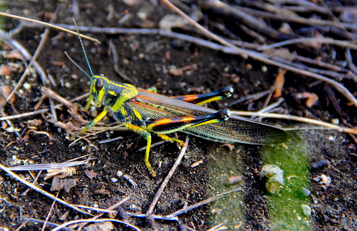 Art Canvas This is by far the prettiest bug I have ever seen. The Large Painted Locust resides in the Galapagos and is easy to spot when it hops as you see a flash of green, orange, and maybe a bit of blue. Lovely insect. At Least seven more species intros to come! Ecuador,Geotagged,Large Painted Locust,Schistocerca melanocera,animal,bug,color,colorful,insect,macro,nature,wild,wildlife