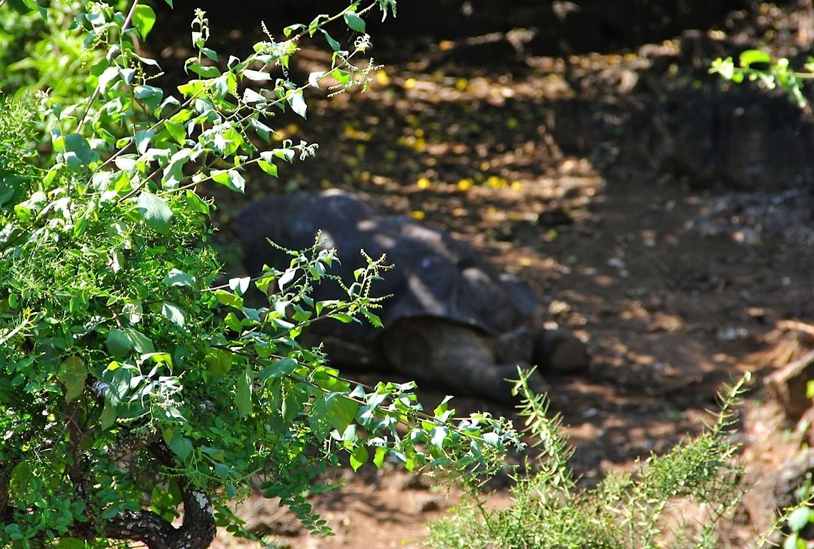 Extinction One of my worst ever photographs but most precious. This was the rarest creature in the world that has now gone extinct. This is Lonesome George of the subspecies Pinta Island Tortoises. I was fortunate enough to see him before he passed. Never have I thought I would photograph a now extinct species.<br />
<br />
Side Note: He is resting in the shade as he was approaching a really old age as he passed away a few weeks if not a month after my visit. Geotagged,animal,extinct,galapagos,nature,rare,reptile,tortoise,wild,wildlife