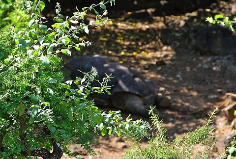 Pinta Island tortoise