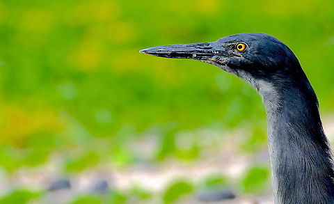 Golden Eye Another picture of a lava heron from the Galapagos. Ecuador,Geotagged,animal,aviary,birding,birds,heron,nature,wild,wildlife