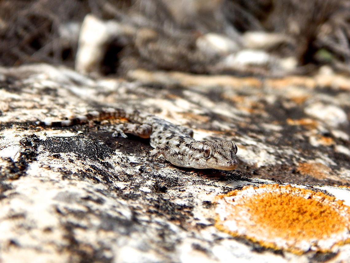 Blended This baby moorish gecko was found in an old bee housing compartment. I was blown away at how well this little guy blended in to the rocks. There are tons of these guys if you know where to look for them. Fall,Geotagged,Spain,gecko,lizard,nature,reptile,wild,wildlife