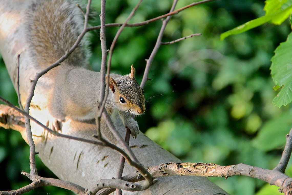 High Ropes In an attempt to get some close ups of some birds I climbed a tree twenty some feet high. As I hung about keeping watch of every step, this little squirrel came running along a branch to find me in the way of his home. He stood up on the branch like so and was debating his next move. After a bit of hesitation he decided to jump right over my foot to continue his way on the branch and to his destination. A bit of a different perspective of a squirrel I thought would be fun to share since I&#039;ve lacked material. Eastern gray squirrel,Geotagged,Sciurus carolinensis,United Kingdom,mammal,nature,wildlife