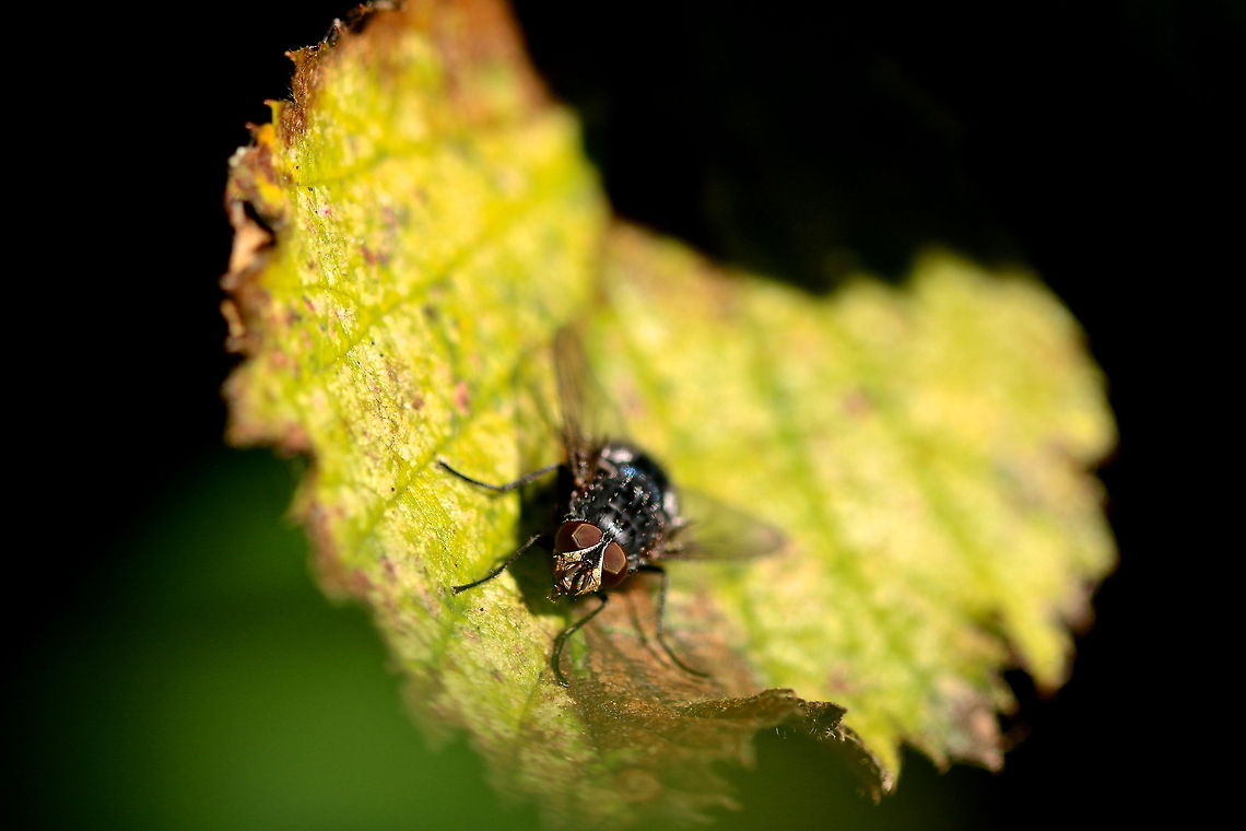 Fly A common housefly is my subject for practicing my macro photography as I am new to the field. Geotagged,Housefly,Musca domestica,United Kingdom,fly,macro,nature,wild,wildlife