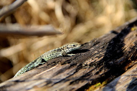Early Rays A particularly green individual, This was one of my first ever viviparous lizards since moving to England. Still haven't gotten tired of them. Geotagged,United Kingdom,Zootoca vivipara,lizard,nature,reptile,wildlife
