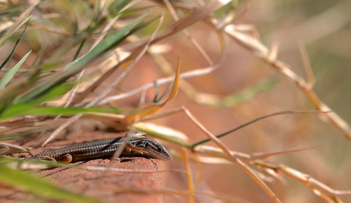 Flying First reptile of the year is this Large Psammodromus, which was hanging out in the orange fields. Spent three hours hiking and only got a picture of this small guy in the beginning of the hike. Geotagged,Large Psammodromus,Psammodromus algirus,Spain,Winter,reptile