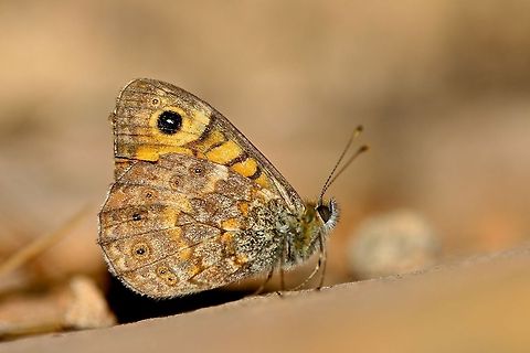 Wall Brown One of several species on my hike today but I only managed a photograph of this one. Geotagged,Lasiommata megera,Spain,Wall Brown,Winter