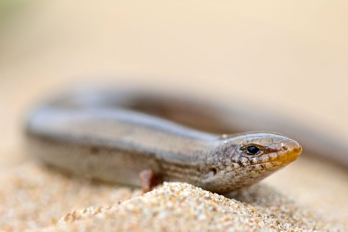 Dune Digger This is the Bedriaga's Skink found in Eastern Spain. Although widespread in Spain these guys are found in isolated populations with increasing habitat destruction. After a 40 minute train ride and 7km hike I found the ideal habitat for these guys. Woke this one up from his slumber even though the weather was reaching 20C. Hoping to have more quality pictures and species coming up as the weather warms and spring approaches.  Chalcides bedriagai,Geotagged,Winter,lizard,reptile,spain