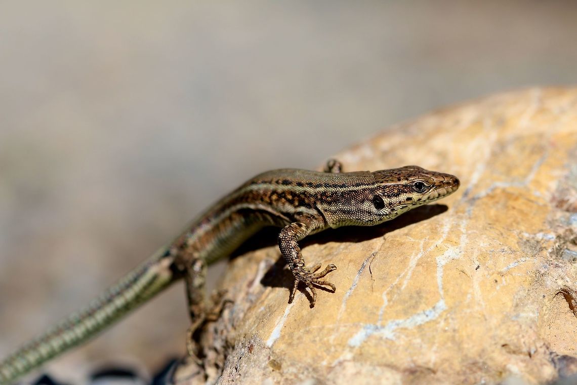 Young Iberian Wall Lizard Today consisted of traveling two hours to Navajos, Spain in search of some aquatic habitat for future species. While walking along the creek edge I cam across this slightly grassy and open area where a few rocks were laying about. This guy was found basking and quickly bolted once he saw us. It took the three of us hiking to catch this guy for a few photographs after watching intently and flipping rocks carefully for ten minutes. Geotagged,Podarcis hispanica,Spain,Winter,nature,reptile,spain