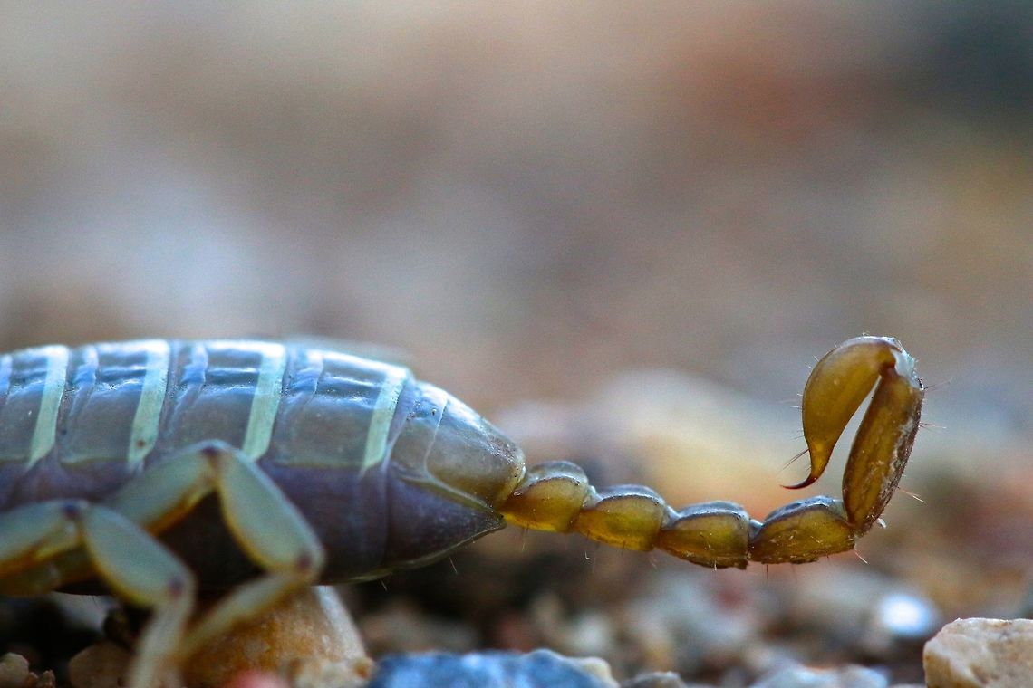 Balearic Scorpion (Euscorpius balearicus) Well there is no wiki page for this species so I am not sure how to identify it. Went out today flipping for reptiles and this was a by catch that I was pleased to see. Euscorpius balearicus,Geotagged,Spain,Winter,insect,scorpion