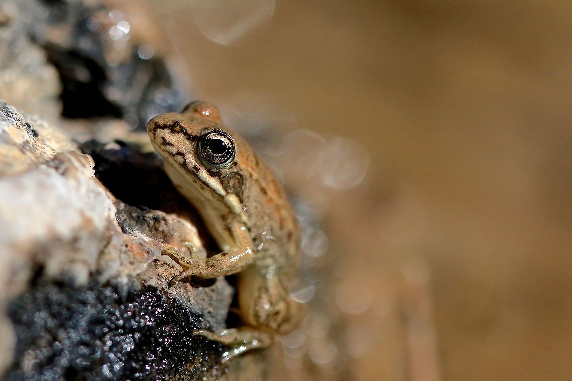 Young Frog Probably one of last year&#039;s offspring this among many other iberian water frogs were out in the warm weather today in Mallorca. Geotagged,Pelophylax perezi,Perezs frog,Spain,Winter,amphibian,frog,macro