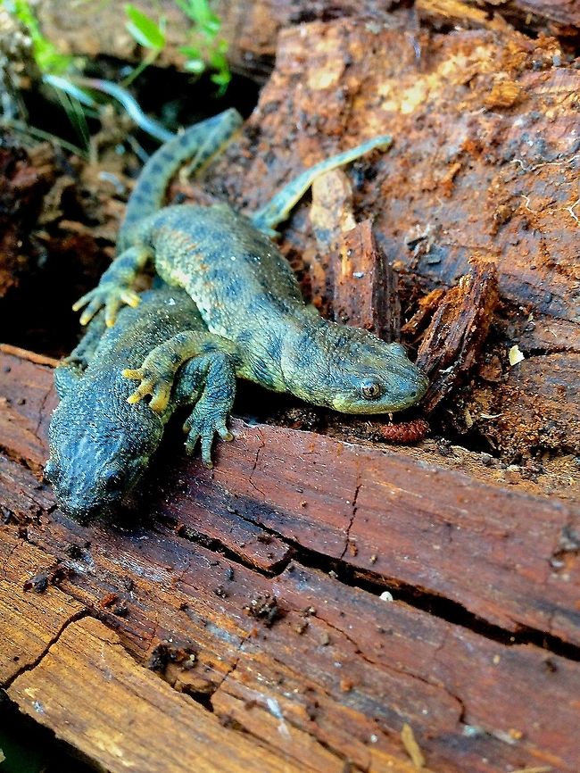 Unique Defense I generally do not like posting species if I have a poor phone picture but for this I will make an exception. Just today I found two Iberian Sharp Ribbed Newts who have a specialized defense. The orange dots running along the side of the individual are the sections where the newt will push out its sharp bony ribs to stab a predator. They can move their ribs and poke them through their skin, which have a poisonous toxin in order to defend themselves. Afterward they retract and their skin heals quickly. I&#039;m honored to have found such a cool species! Amphibian,Geotagged,Iberian ribbed newt,Nature,Newt,Pleurodeles waltl,Salamander,Spain,Winter