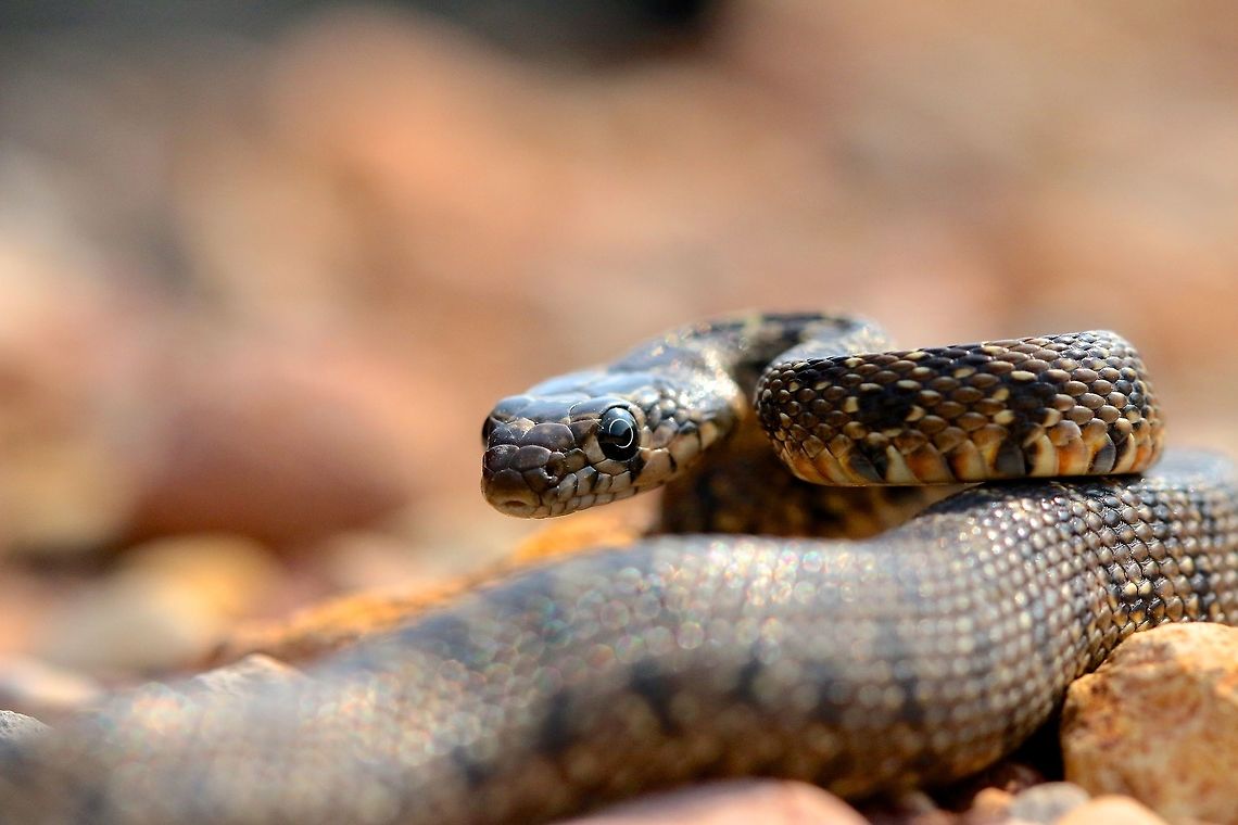 Juvenile Horseshoe Whip Snake Well Fl_Design beat me to the species intro but nevertheless here is the juvenile horseshoe whip snake I found today hiking a dried up riverbed. I may vote this species as the most aggressive snake I've had experience with as each individual i have found has never stopped striking. Geotagged,Hemorrhois hippocrepis,Spain,Winter,horseshoe whip snake,macro,reptile,snake