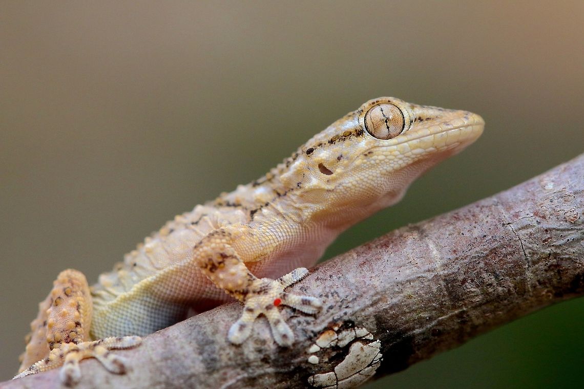 Moorish Gecko A moorish gecko from today. I&#039;m trying hard to improve my macro skills but its no easy task. This is my most recent attempt. Geotagged,Macro,Spain,Spring,Tarentola mauritanica,gecko,lizard,reptile