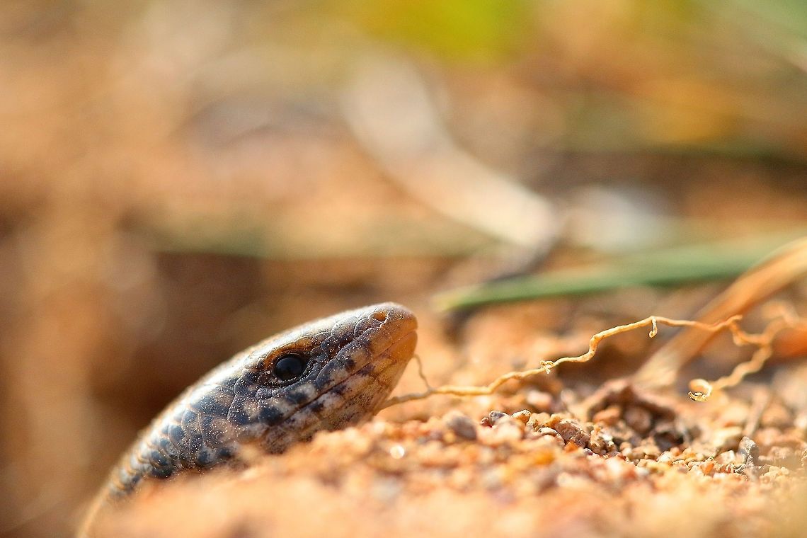 Suns out Heads out As the sun peeps out from the clouds this Bedriaga's Skink decides to take advantage of the situation and sun itself for the day. Bedriaga's skink,Chalcides bedriagai,Geotagged,Macro,Spain,Winter,lizard,reptile
