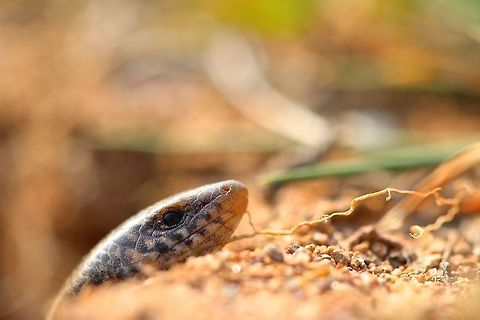 Suns out Heads out As the sun peeps out from the clouds this Bedriaga's Skink decides to take advantage of the situation and sun itself for the day. Bedriaga's skink,Chalcides bedriagai,Geotagged,Macro,Spain,Winter,lizard,reptile