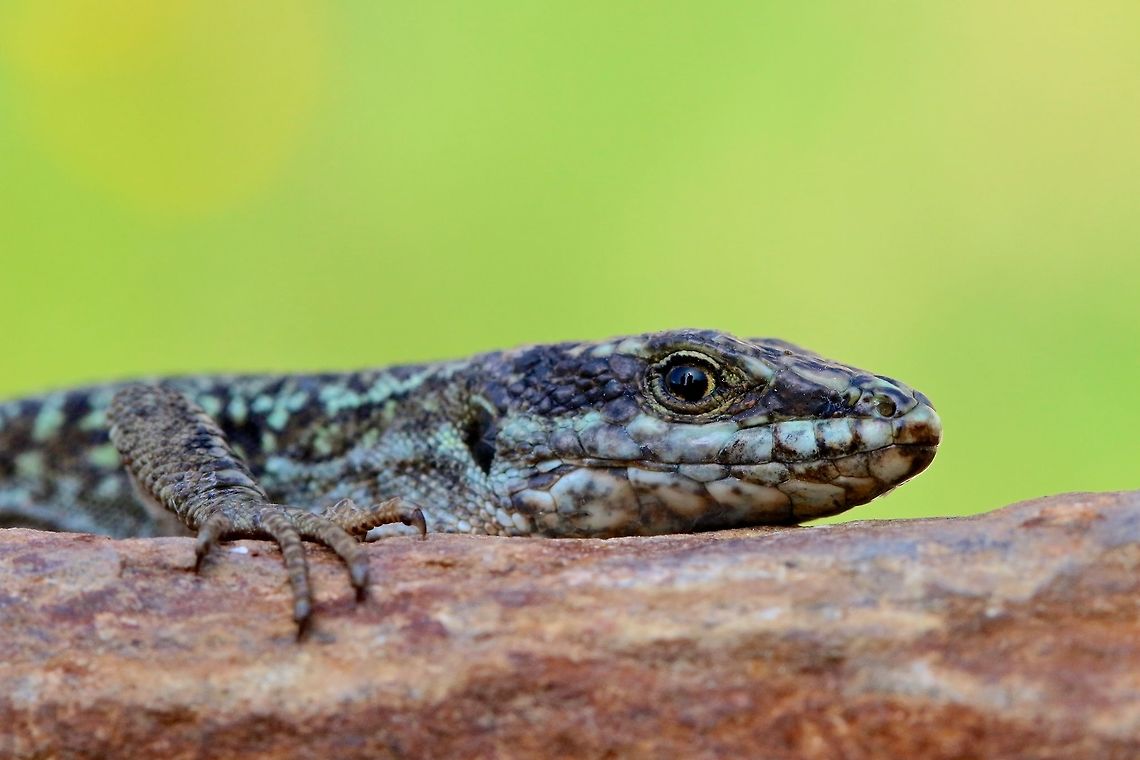 Reflection Well my time in Andorra has not brought me much except for loads of these wall lizards. Correct the ID if i&#039;m wrong as I am a little unsure but nonetheless this is the first species in Andorra. Andorra,Common wall lizard,Geotagged,Macro,Podarcis muralis,Spring,lizard,reptile