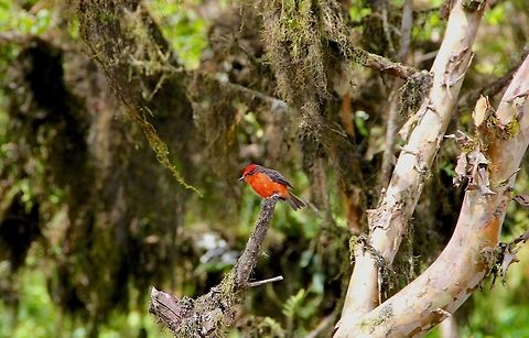 Red Ruby A bird that clearly stood out from its background of green forestry. An interesting find that I have not seen since. Ecuador,Fall,Galapagos,Geotagged,Pyrocephalus rubinus,Vermilion Flycatcher,avian,bird