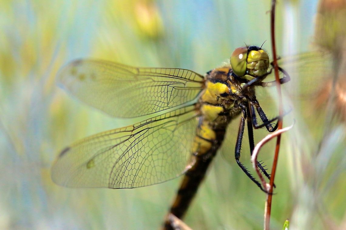 Dragonfly I am no expert on the IDs of insects but after a quick review I&#039;ve come to the conclusion that it is a Western Clubtail. If anyone thinks differently let me know.  Black-tailed skimmer,Geotagged,Orthetrum cancellatum,Spain,Spring,dragonfly,insect