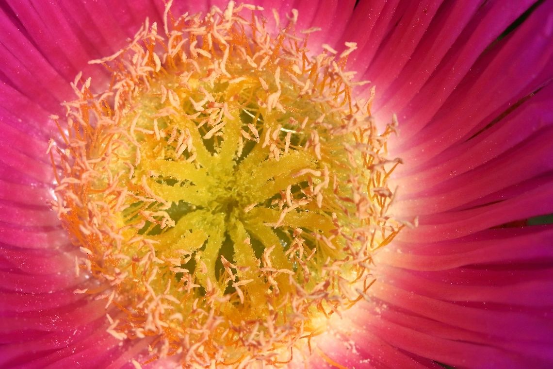 Pink Sour Fig A pretty flower that had many honey bees visiting along a path while hiking the mountains near pucol. Carpobrotus edulis,Geotagged,Sour fig,Spain,Spring,fauna,flower