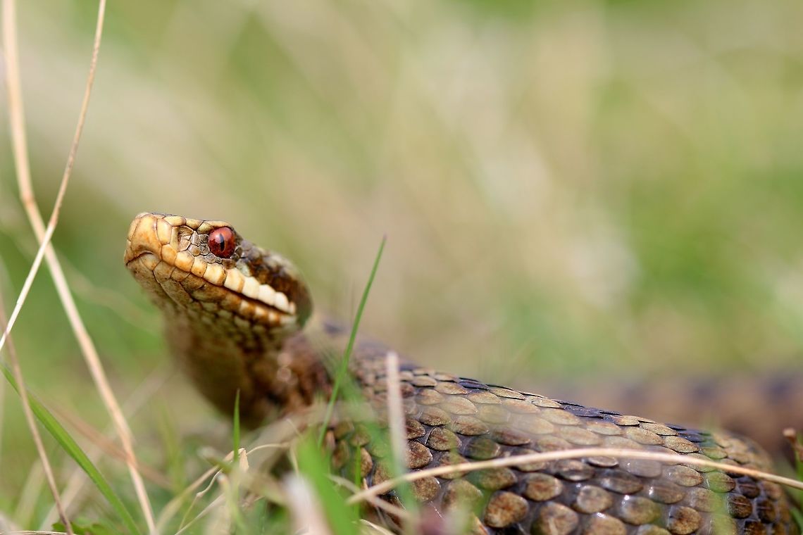 Finally! After two and half years living in England and countless hours in the field in search of these vipers I have finally found one! Nothing beats the adrenaline of finding such a dangerous gem. Geotagged,Spring,United Kingdom,Vipera berus,adder,reptile,snake,viper