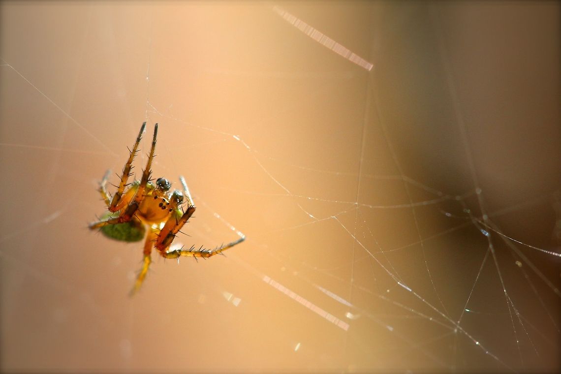 Spider in his web A small spider I found while hiking. Unfortunately I do not have a direct ID of the species so hopefully someone can help but I wanted to share it. Maybe a Cucumber Spider (Araniella cucurbitina)? Araniella cucurbitina,Cucumber green spider,Geotagged,Spring,United Kingdom,arachnid,macro,spider