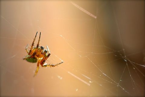Spider in his web A small spider I found while hiking. Unfortunately I do not have a direct ID of the species so hopefully someone can help but I wanted to share it. Maybe a Cucumber Spider (Araniella cucurbitina)? Araniella cucurbitina,Cucumber green spider,Geotagged,Spring,United Kingdom,arachnid,macro,spider