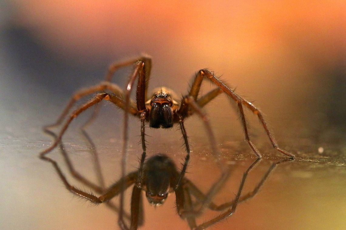 Scary Surprise Every now and then these giant house spiders (up to palm width including legs) are found on the floor while walking through my house. I&#039;ve encountered more here than in the wild but I always send them on their way into the garden. Eratigena atrica,Geotagged,Giant house spider,Spring,United Kingdom,arachnid,bug,macro,spider