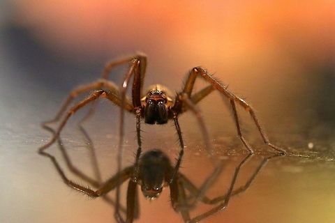 Scary Surprise Every now and then these giant house spiders (up to palm width including legs) are found on the floor while walking through my house. I've encountered more here than in the wild but I always send them on their way into the garden. Eratigena atrica,Geotagged,Giant house spider,Spring,United Kingdom,arachnid,bug,macro,spider